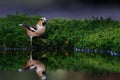 Hawfinch Coccothraustes coccothraustes drinking Royalty Free Stock Photo