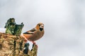 Hawfinch (Coccothraustes coccothraustes)