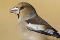 Hawfinch Coccothraustes coccothraustes portrait on golden background