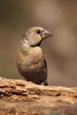 The hawfinch Coccothraustes coccothraustes, portrait.Portrait of a young unpainted songbird
