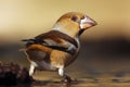 The hawfinch Coccothraustes coccothraustes sitting at a drinker. Color passerine drinking from the waterhole Royalty Free Stock Photo