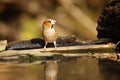 The hawfinch Coccothraustes coccothraustes sitting at a drinker.Colorful passerine near water.Songbird with a huge beak in the