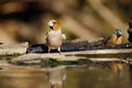 The hawfinch Coccothraustes coccothraustes sitting at a drinker.Colorful passerine near water.Songbird with a huge beak in the