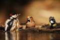 The hawfinch Coccothraustes coccothraustes sitting, drinking and bathing with great tit Parus major and great spotted