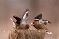 Hawfinch Coccothraustes coccothraustes. Songbirds fight on the feeder for food in winter Royalty Free Stock Photo