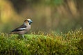 Hawfinch, Coccothraustes coccothraustes, single bird