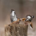 Hawfinch Coccothraustes coccothraustes. Two birds are fighting on a feeder in the forest Royalty Free Stock Photo