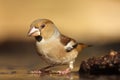 The hawfinch Coccothraustes coccothraustes at the waterhole. Songbird with a huge beak in the forest. Portrait of a big songbird