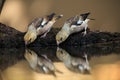 The hawfinch Coccothraustes coccothraustes ,a young pair drinking from waterholes. A pair of young songbirds with massive beaks