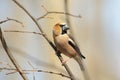 Hawfinch - Coccothraustes coccothrautes in the forest Royalty Free Stock Photo