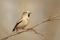 Hawfinch - Coccothraustes coccothrautes in the forest