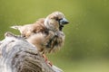 Hawfinch Coccothraustes coccothraustes, female of this great songbird sitting on the branch, after the bath, many of water drops Royalty Free Stock Photo