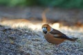 Hawfinch Coccothraustes coccothraustes on the frosted grass Royalty Free Stock Photo