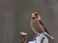 Hawfinch Coccothraustes male Royalty Free Stock Photo