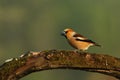 The Hawfinch Coccothraustes coccothraustes male on the old branch in the morning sun Royalty Free Stock Photo