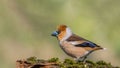 Hawfinch male sitting on a branch. Royalty Free Stock Photo