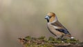 Hawfinch male sitting on a branch. Royalty Free Stock Photo