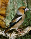 Hawfinch, coccothraustes coccothraustes, Male standing on Branch Royalty Free Stock Photo