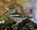 Hawfinch, coccothraustes coccothraustes, Male standing on Branch Royalty Free Stock Photo