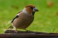 Hawfinch Coccothraustes coccothraustes male Royalty Free Stock Photo