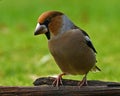 Hawfinch Coccothraustes coccothraustes male Royalty Free Stock Photo