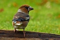 Hawfinch Coccothraustes coccothraustes male Royalty Free Stock Photo