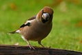 Hawfinch Coccothraustes coccothraustes male Royalty Free Stock Photo