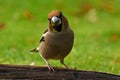 Hawfinch Coccothraustes coccothraustes male Royalty Free Stock Photo