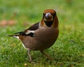 Hawfinch Coccothraustes coccothraustes male Royalty Free Stock Photo