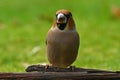 Hawfinch Coccothraustes coccothraustes male Royalty Free Stock Photo