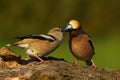 The Hawfinch Coccothraustes coccothraustes pair, male is feeding feline