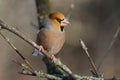 The hawfinch in the rays of the rising sun sitting on the branch with green-grey background.