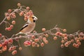 Hawfinch Coccothraustes coccothraustes Royalty Free Stock Photo