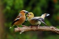 The hawfinch Coccothraustes coccothraustes sitting on the branch, feeding its begging young. Large European songbirds with a