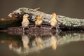 The hawfinch Coccothraustes coccothraustes sitting at a drinker. Three color passerine drinking from the waterhole Royalty Free Stock Photo