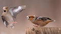 Hawfinch Coccothraustes coccothraustes. Songbirds fight on the feeder for food in winter Royalty Free Stock Photo