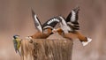 Hawfinch Coccothraustes coccothraustes. Songbirds fight on the feeder for food in winter