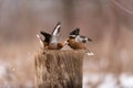 Hawfinch Coccothraustes coccothraustes. Songbirds fight on the feeder for food in winter