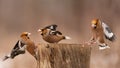Hawfinch Coccothraustes coccothraustes. Songbirds fight on the feeder for food in winter Royalty Free Stock Photo