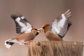 Hawfinch Coccothraustes coccothraustes. Songbirds fight on the feeder for food in winter Royalty Free Stock Photo