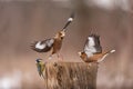 Hawfinch Coccothraustes coccothraustes. Songbirds fight on the feeder for food in winter Royalty Free Stock Photo