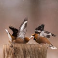 Hawfinch Coccothraustes coccothraustes. Songbirds fight on the feeder for food in winter Royalty Free Stock Photo