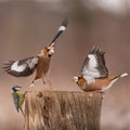 Hawfinch Coccothraustes coccothraustes. Songbirds fight on the feeder for food in winter