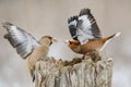 Hawfinch Coccothraustes coccothraustes. Songbirds fight on the feeder for food in winter Royalty Free Stock Photo