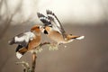 Hawfinch Coccothraustes coccothraustes. Two birds fight in the forest