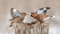 Hawfinch Coccothraustes coccothraustes. Two birds are fighting on a feeder in the forest Royalty Free Stock Photo