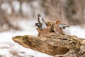 Hawfinch Coccothraustes coccothraustes. Two birds are fighting on a feeder in the forest Royalty Free Stock Photo