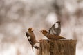 Hawfinch Coccothraustes coccothraustes. Two birds are fighting on a feeder in the forest Royalty Free Stock Photo