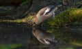 Hawfinch drinking water at mossy shore of water pond Royalty Free Stock Photo