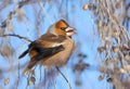 Hawfinch eating seeds